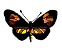 Butterfly 2.jpg (14819 bytes)