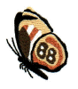 Butterfly 5.jpg (14587 bytes)