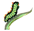 Catapillar.jpg (20510 bytes)