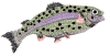 rainbowtrout.jpg (112425 bytes)